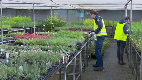 澳洲的植物安全工作