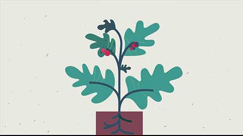 植物病虫害知识