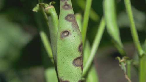 豆类主要的病害种类