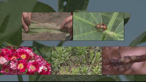 病虫害分析工作