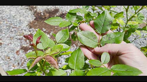 如何驱除玫瑰蛞蝓