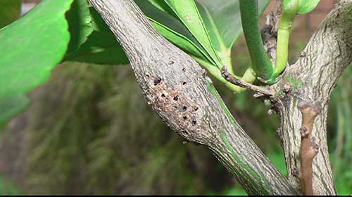 柑桔病虫害的防治