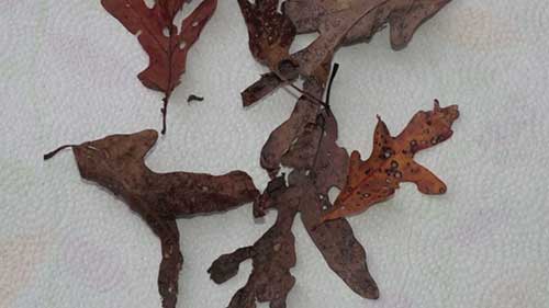 如何正确收集植物样本