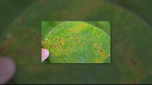 作物的细菌性疾病