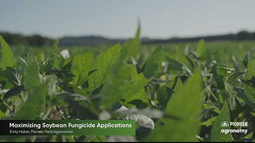 大豆杀菌剂的应用