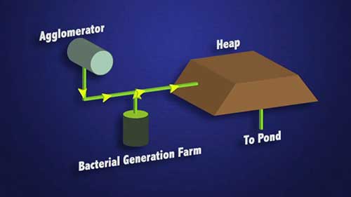 镍矿的生物堆浸