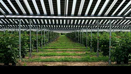 农业中的太阳能应用