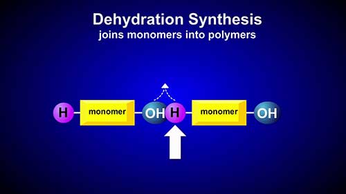 水解与脱水缩合的对比