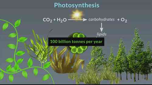 可再生航空燃油：寻求碳中和航空