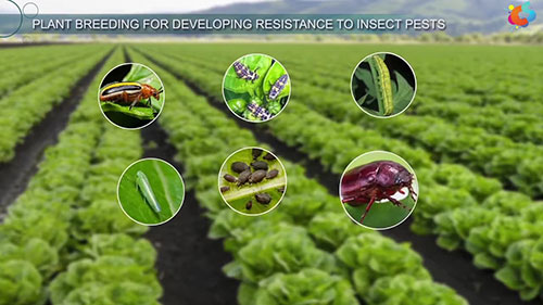 抗虫育种技术