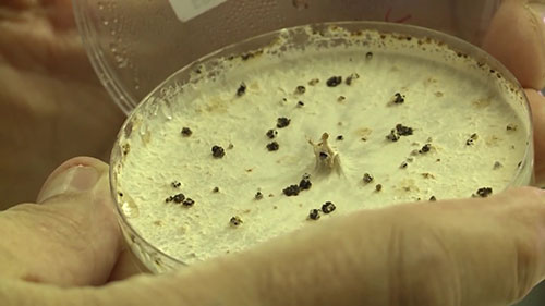 从事植物育种工作