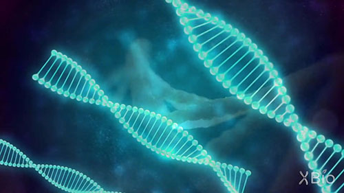 标记辅助育种技术及应用