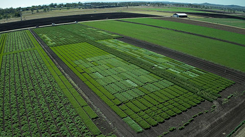 大数据和植物育种