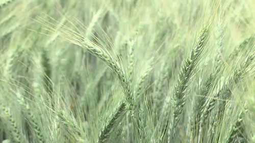 农业研究和植物育种