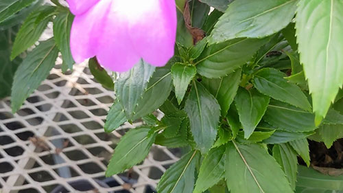 植物育种基础知识