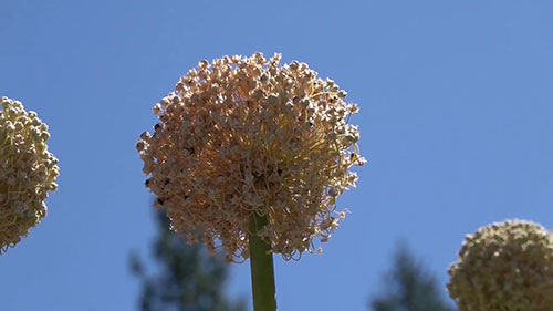 洋葱种子的收获和保存