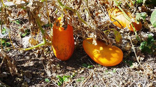 如何收集黄瓜种子