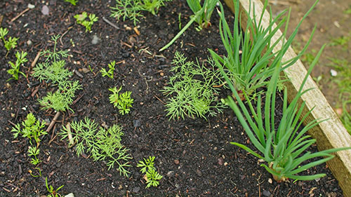 九种作物种子的保存