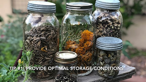 整理和储存种子的小技巧