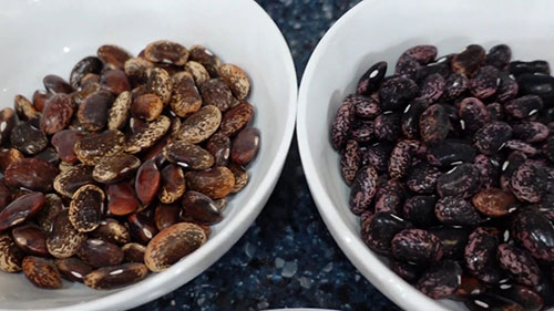 储存种子的最佳方法