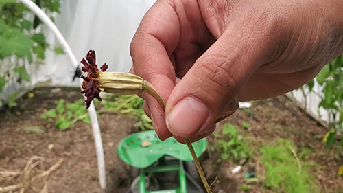 收集万寿菊种子