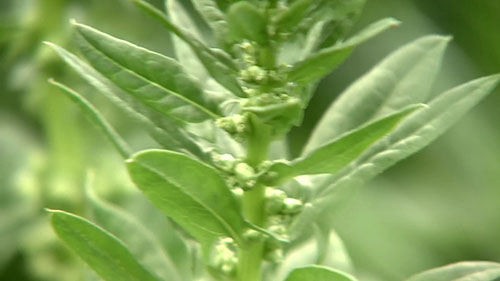 如何生产优质的蔬菜种子