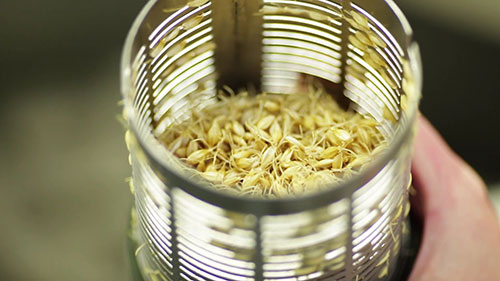 阿德莱德大学大麦育种研究