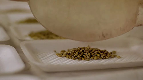 先正达公司大麦育种