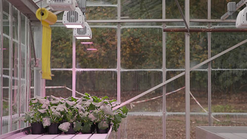 照明和快速育种