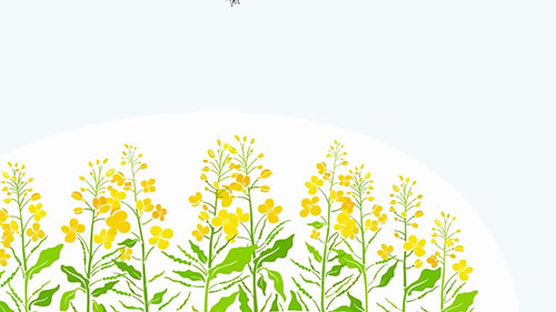 杂交油菜籽的生产