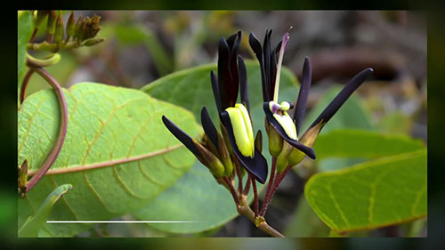 本土种子发芽的四种方法