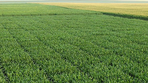 开发健康的玉米种子