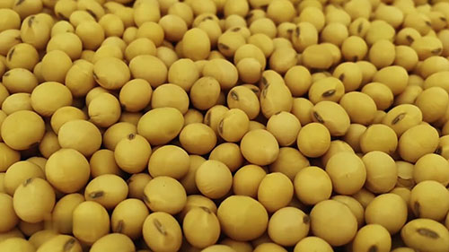 大豆尺寸的重要性