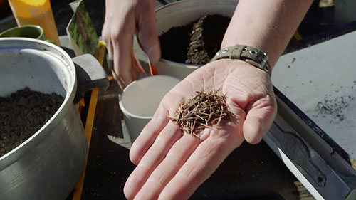制作花园植物种子球