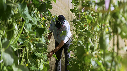 种子质量和安全检测