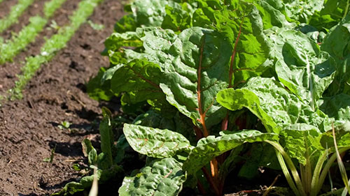 作物种子基本知识