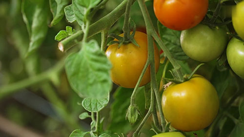 澳洲的一座种子农场