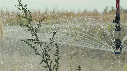 种子技术知识学习