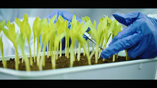 先正达公司的种子团队