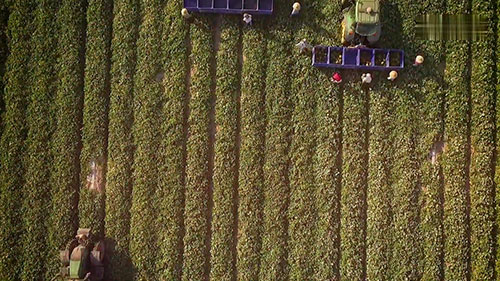 先正达蔬菜种子公司