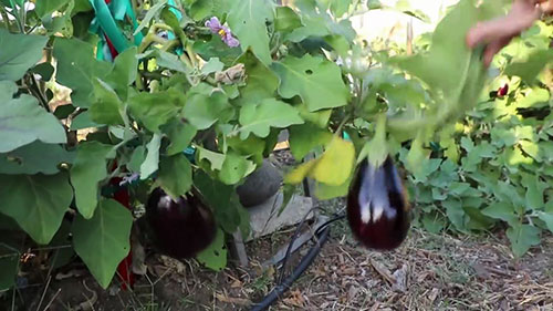 成为有机种子生产商