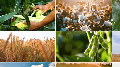 走近拜耳育种公司