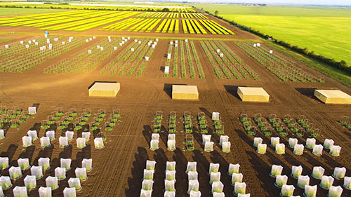 开发杂交油菜种子