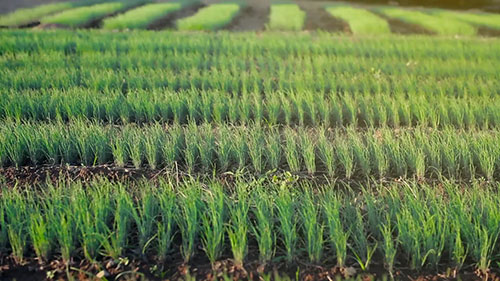 提供高质量的种子