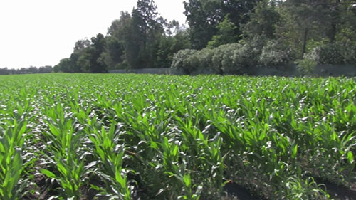 农民从哪里获得种子