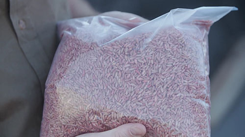 种子处理试剂的使用