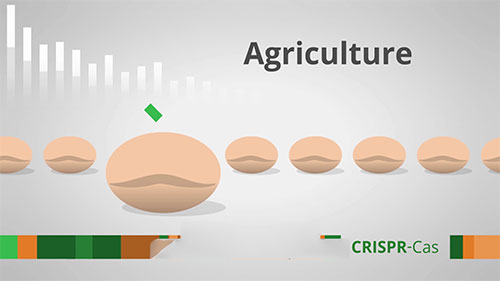 育种和CRISPR基因编辑技术