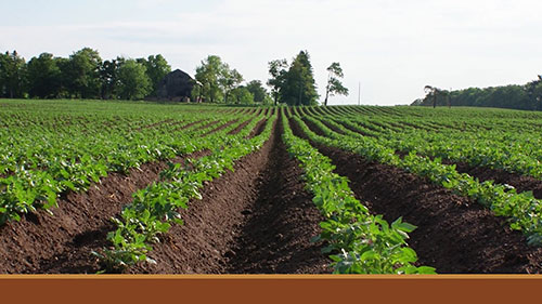 马铃薯的种子处理