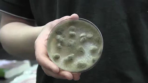 豆类作物的种子处理