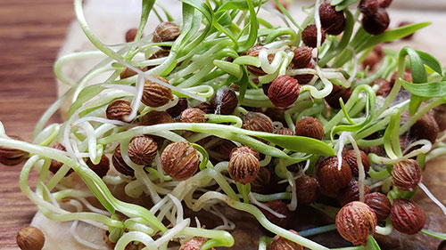 种子活力测试基础知识